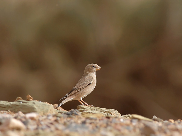 Aavikkotulkku, Trumpeter Finch, Bucanetes githagineus